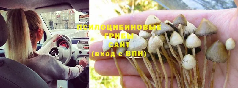 Галлюциногенные грибы мицелий  Кыштым 